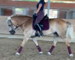 Pferd Lissy (Haflinger, 2016, von Aleskay)