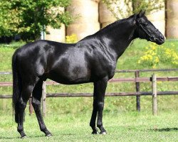 stallion Betel xx (Thoroughbred, 1990, from Revlon Boy xx)