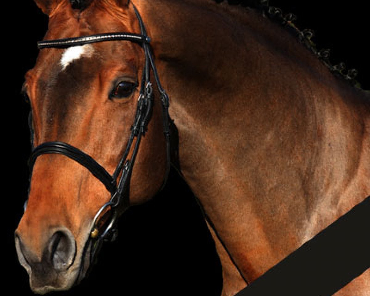 stallion Landprinz (Oldenburg, 1994, from Landadel)