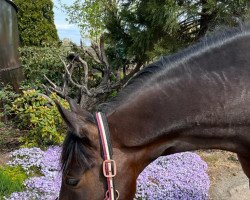 dressage horse Derulo (Hanoverian, 2014, from Danciano)