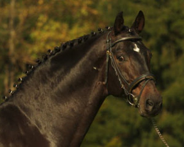 stallion Danny Wilde (Rhinelander, 1996, from Donnerwind)