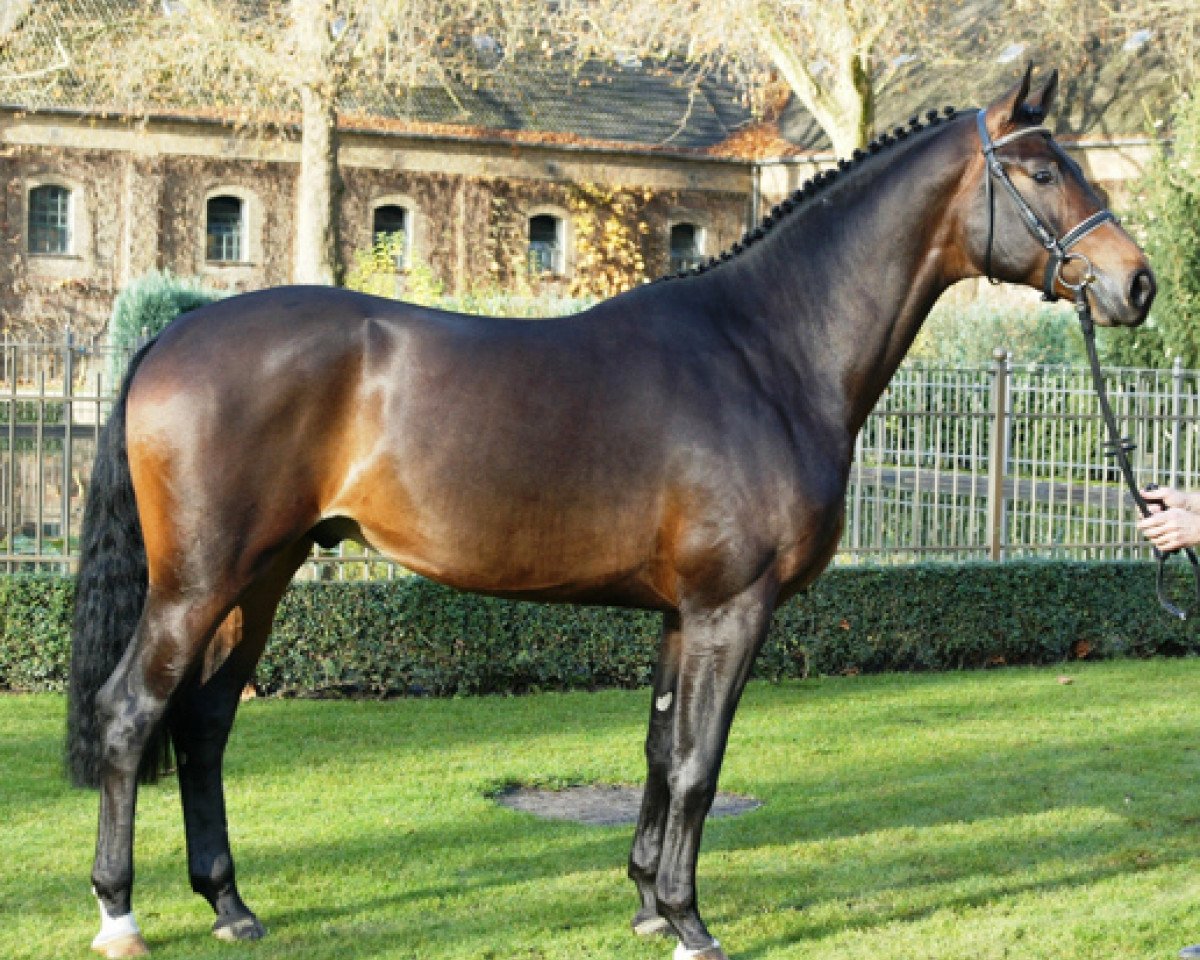 stallion Ehrenmann (Westphalian, 2004, from Ehrentusch)