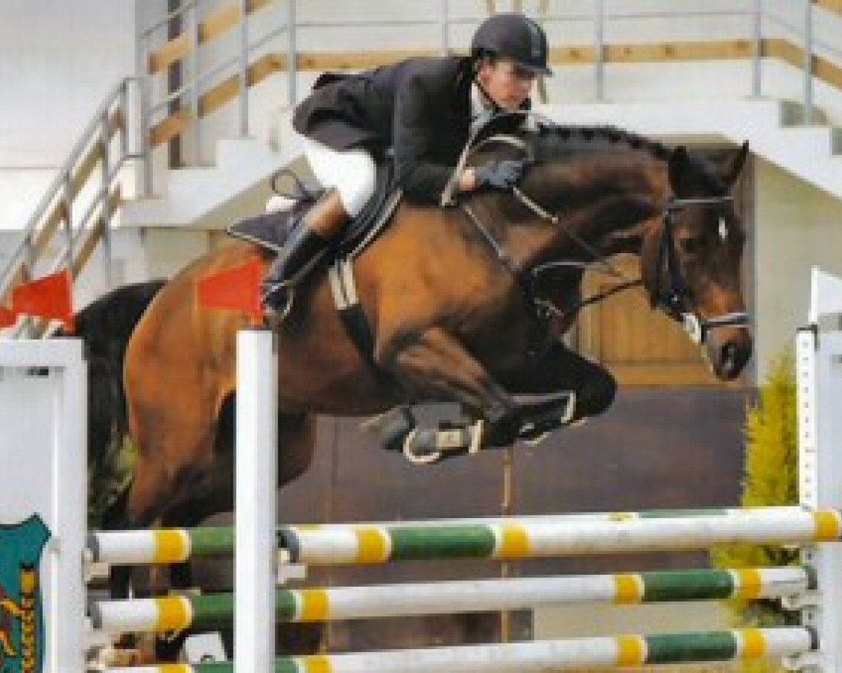 Deckhengst Wolkenstürmer (Luxemburgisches Reitpferd, 1997, von Wolkenstein II)
