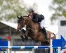 jumper Carlotta (Oldenburg show jumper, 2011, from Conthargos)