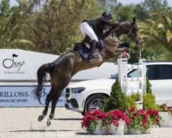 jumper Arioto du Gevres (Selle Français, 2010, from Diamant de Semilly)