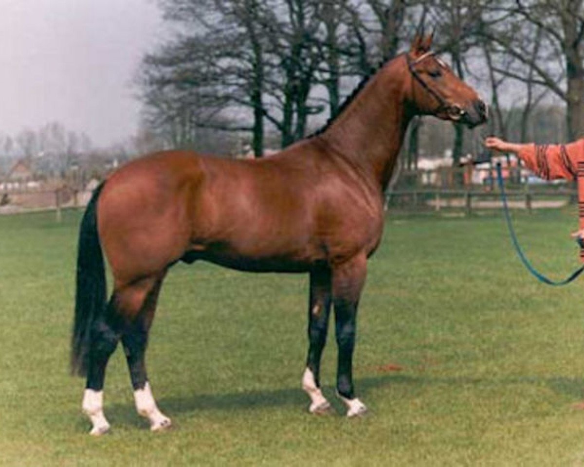 stallion Jacorde (KWPN (Royal Dutch Sporthorse), 1991, from Concorde)