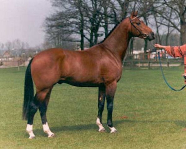 Pferd Jacorde (Koninklijk Warmbloed Paardenstamboek Nederland (KWPN), 1991, von Concorde)