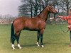 Deckhengst Jacorde (Koninklijk Warmbloed Paardenstamboek Nederland (KWPN), 1991, von Concorde)