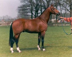 Deckhengst Jacorde (KWPN (Niederländisches Warmblut), 1991, von Concorde)