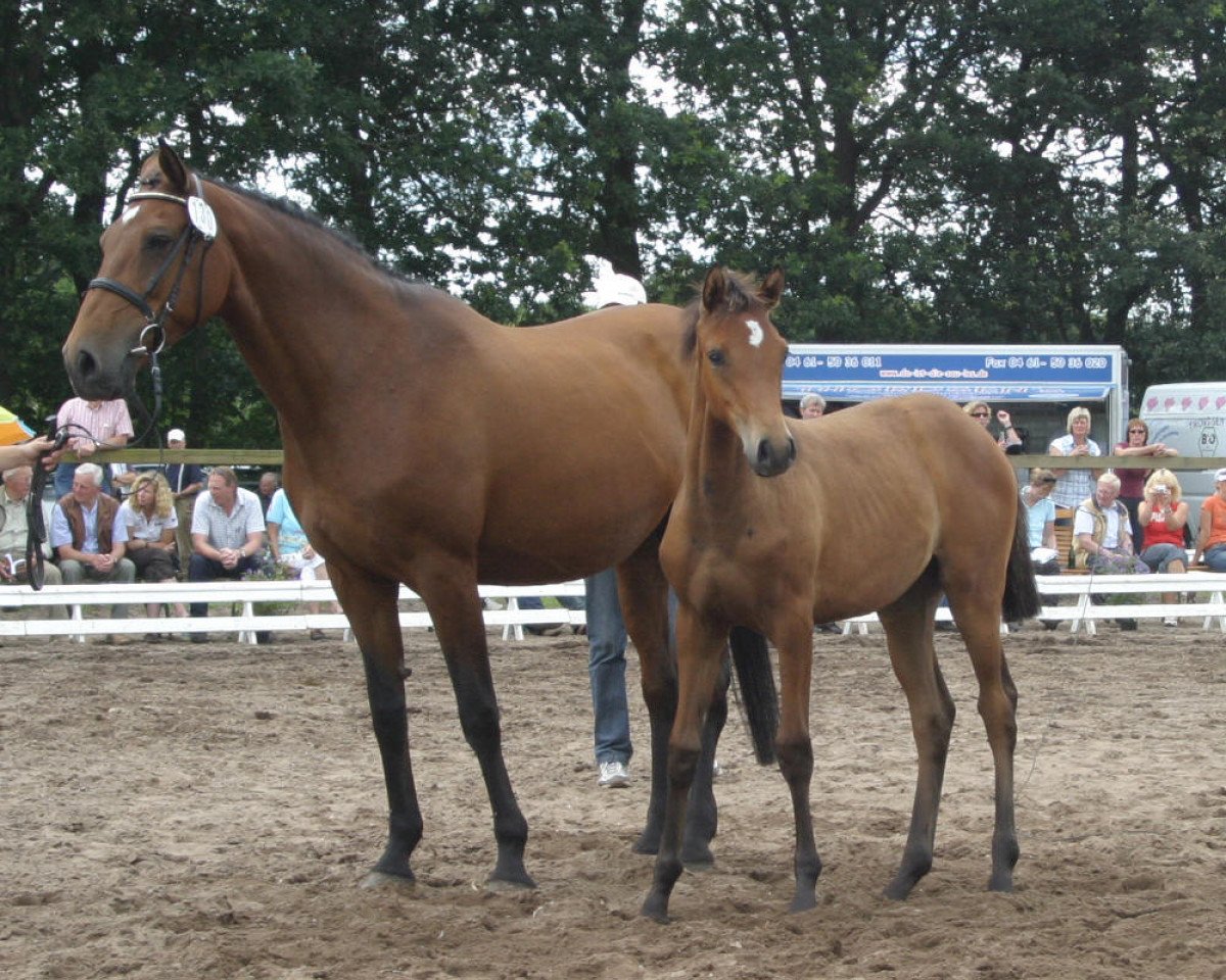 broodmare Heide I (Holsteiner, 1993, from Capitol I)