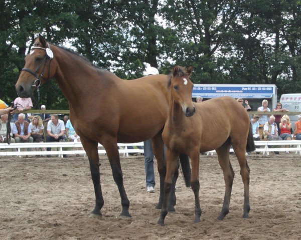 broodmare Heide I (Holsteiner, 1993, from Capitol I)