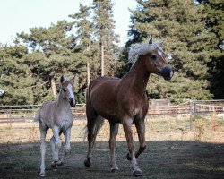 Zuchtstute Stute von Alvermann / Nevitano (Haflinger, 2018, von Liz. Alvermann)