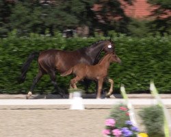 foal Feline Laylani (German Warmblood, 2022, from Franziskus 15)