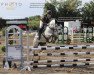 dressage horse Lovmosens Guiness Step (Irish horse, 2012, from Skatholm Goldfinger)