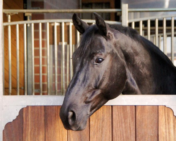 dressage horse Fulminino (Oldenburg, 2006, from Faustinus)