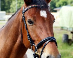 Springpferd Phoenix (Hessisches Warmblut, 2001, von Piano II)