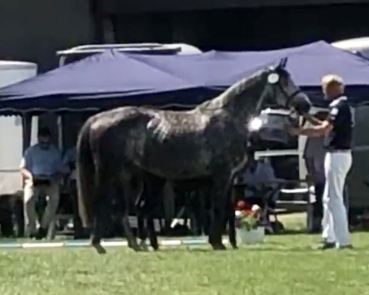broodmare Flip - Flop - W (Holsteiner, 2013, from Christian 25)