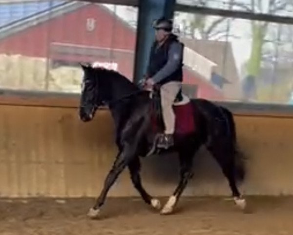 broodmare Melody (Holsteiner, 2019, from Casall)