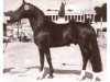 stallion Atatuerk (Hanoverian, 1977, from Atlas)