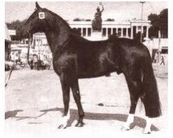 stallion Atatuerk (Hanoverian, 1977, from Atlas)