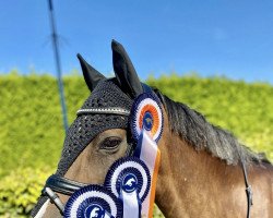 jumper Jacodi's Rizja's Rheece (New Forest Pony, 2009, from Jacodi's Anja's Adino)