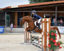 jumper Chemma (German Riding Pony, 2003, from Chem El Dinx ox)