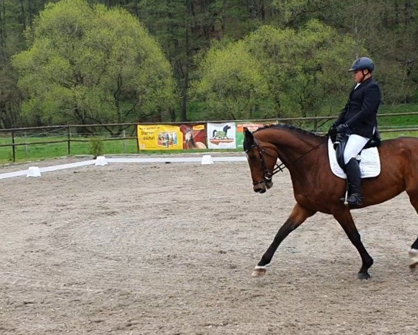 dressage horse Fearless Love (Rhinelander, 2012, from Feedback 16)