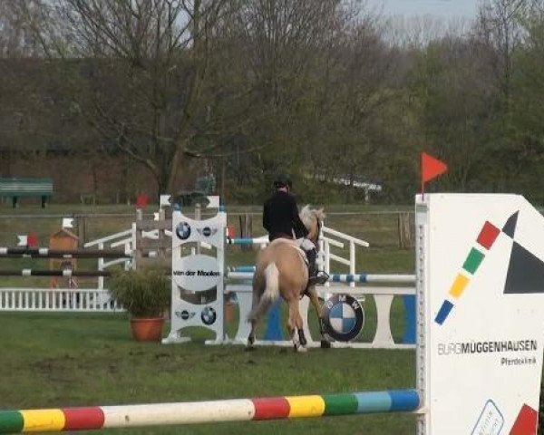 jumper Major Tom Mo (German Riding Pony, 2006, from Mentos Charmeur)