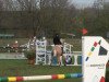 jumper Major Tom Mo (German Riding Pony, 2006, from Mentos Charmeur)