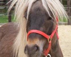 Pferd Amigo (Shetland Pony, 2010, von Buschenbachs Attila)