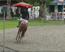 jumper Franklyn 10 (Hanoverian, 2005, from Federweisser)