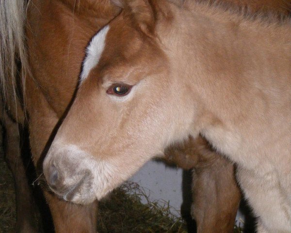 Pferd Buschenbachs Anaida (Haflinger, 2012)