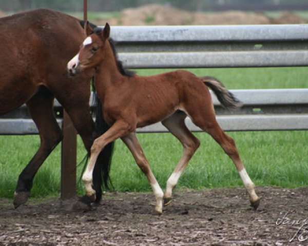 Deckhengst Vincent's Red Venito T (Deutsches Reitpony, 2012, von Vincent)