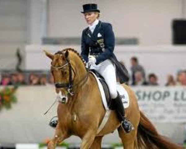 dressage horse Liostro 48 (Hanoverian, 2002, from Le Primeur)
