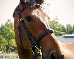 dressage horse Quantando (Bavarian, 2002, from Quartier Latin)