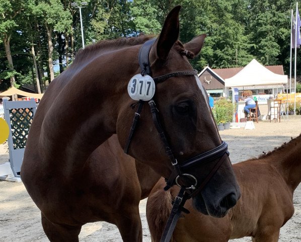 broodmare Big Adventure (Oldenburg show jumper, 2018, from Big Star)