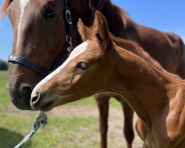 Springpferd Stute von Vigado / Big Star (Oldenburger Springpferd, 2022, von Vigado)