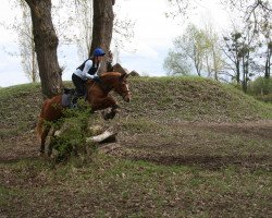 dressage horse Halkas Julstjärna (German Riding Pony, 1995, from Norman)