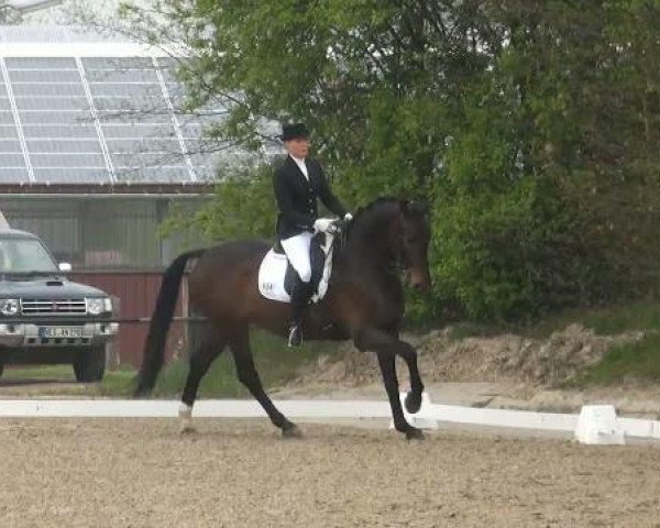 dressage horse Venco (KWPN (Royal Dutch Sporthorse), 2002, from Rubiquil)