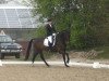 dressage horse Venco (KWPN (Royal Dutch Sporthorse), 2002, from Rubiquil)