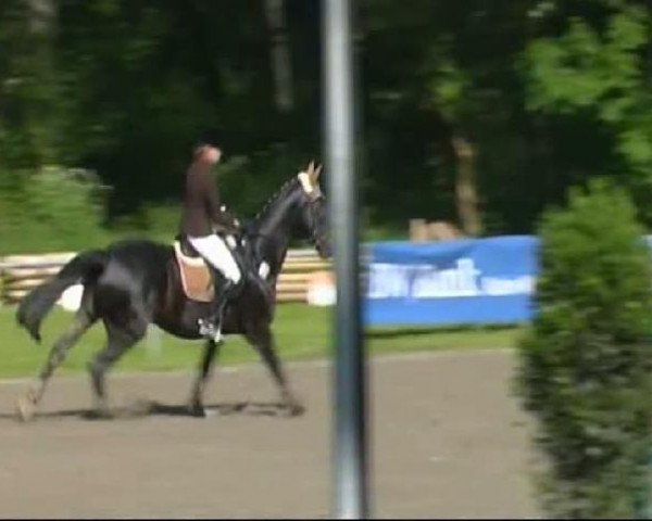 horse Pernod 104 (Westphalian, 1998, from Piano II)