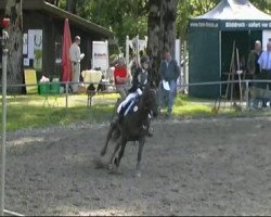 jumper Prinzessin Lillifee 4 (Little German Riding Horse, 2002, from Unbekannt)