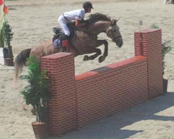 jumper Angelo F (KWPN (Royal Dutch Sporthorse), 2005, from Sydney)