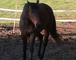 horse Nugget L (German Riding Pony, 1994, from Nibelungenheld)