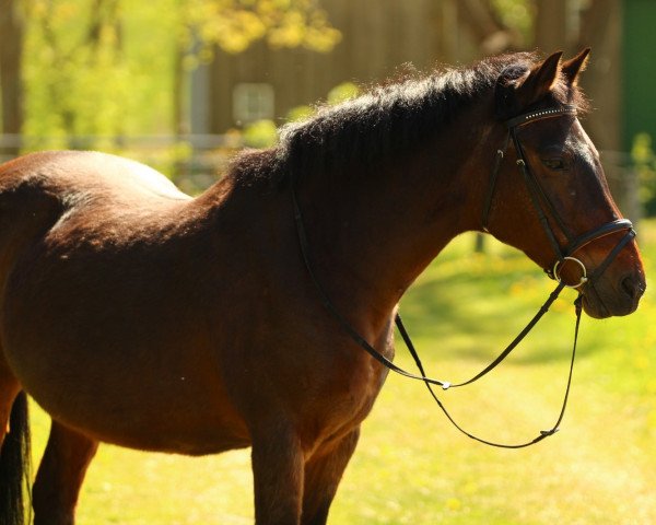 Zuchtstute Mystral (Deutsches Reitpony, 1995, von Cansas)