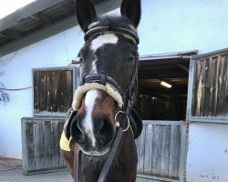 dressage horse Ravel 311 (KWPN (Royal Dutch Sporthorse), 1998, from Iwan)