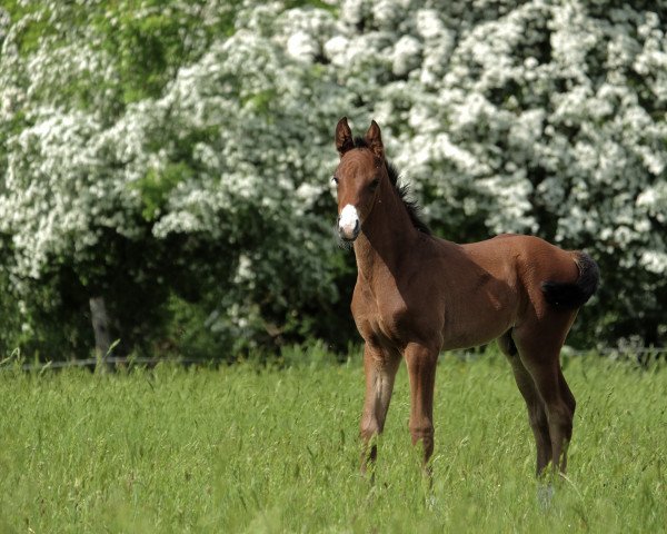 dressage horse Snickers S (Hanoverian, 2022, from Si Bon)