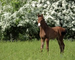 dressage horse Snickers S (Hanoverian, 2022, from Si Bon)