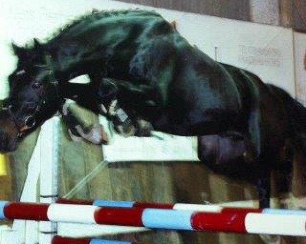 Deckhengst S Creevagh Ferro (Koninklijk Warmbloed Paardenstamboek Nederland (KWPN), 1999, von Ferro)