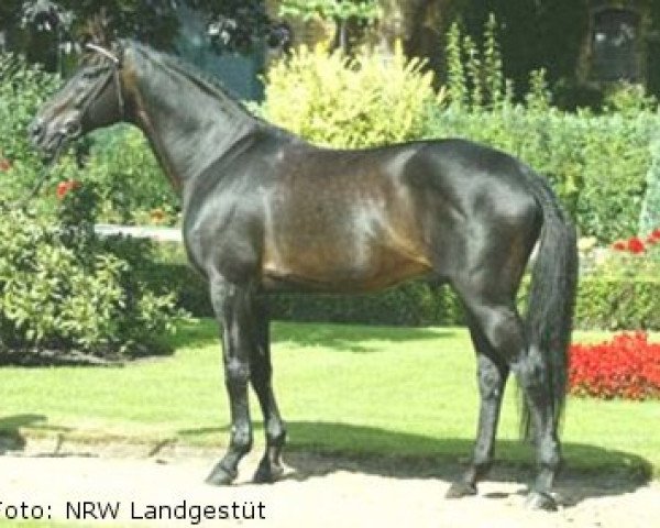 stallion Gino Ginelli (Zweibrücken, 1986, from Graz)
